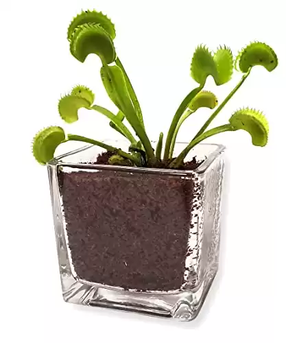 Venus Flytrap Plant Kit